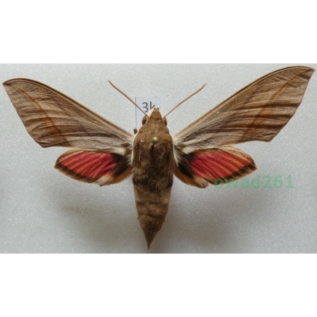 Theretra alecto (Linnaeus, 1758) ex. ovo Greece, Rhodes3k